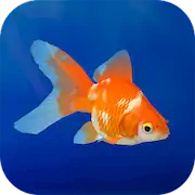 Скачать Goldfish 3D Relaxing Aquarium [Взлом Бесконечные деньги и МОД Меню] версия 2.2.1 на Андроид